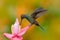 White-tailed Hillstar, Urochroa bougueri, hummingbird in flight on the ping flower, gren and yellow background, Montezuma, Colombi