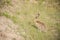 White-tailed Jack Rabbit  Lepus townsendii