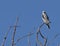 A white-tailed kite perched on a treetop