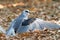 White tailed kite protecting prey with wings, just landed