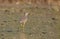 White-tailed Lapwing