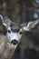 White-Tailed North American Deer Wildlife Animal Head Canadian Rockies Banff National Park