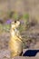 White-tailed Prairie Dog sentinel stands guard on the sagebrush prairie in northern Utah