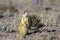 White-tailed Prairie Dog sentinel stands guard on the sagebrush prairie in northern Utah