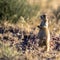 White-tailed Prairie Dog sentinel stands guard on the sagebrush prairie in northern Utah