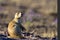 White-tailed Prairie Dog sentinel stands guard on the sagebrush prairie in northern Utah