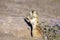 White-tailed Prairie Dog sentinel stands guard on the sagebrush prairie in northern Utah