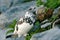 White-tailed Ptarmigan