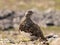 White tailed ptarmigan