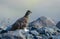 White-tailed Ptarmigan