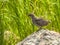 White Tailed Ptarmigan Chick