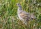 A White-tailed Ptarmigan Chick in an Alpine Meadow