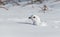 A White-tailed Ptarmigan in a Snowy Meadow in the Colorado Rocky Mountains