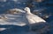 A White-tailed Ptarmigan in the Snowy Rocky Mountain High Country