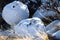 White-tailed Ptarmigans in Winter Plumage