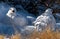 White-tailed Ptarmigans in Winter Plumage