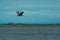 White-tailed Sakhalin eagle flies spreading its wings over the bay in cloudy weather