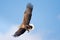 White-Tailed Sea Eagle