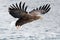 White-Tailed Sea Eagle