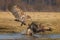 White-tailed sea eagle coming in to land