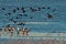 White-tailed sea Eagle (Haliaeetus albicilla) scaring a flock of gray crows