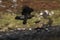 White Tailed Sea Eagle Haliaeetus albicilla taking flight from seaweed covered rocks on the edge of a loch,Isle of Mull,