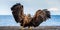 White-tailed sea eagle spreading wings.   Scientific name: Haliaeetus albicilla, also known as the ern, erne, gray eagle, Eurasian