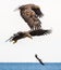 White-tailed sea eagles in flight.  Scientific name: Haliaeetus albicilla, also known as the ern, erne, gray eagle, Eurasian sea
