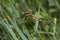 White-tailed skimmer / Orthetrum albistylum