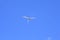 White-tailed tropic bird in vibrant blue sky