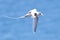 White Tailed Tropicbird in Flight