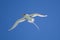 White-tailed Tropicbird Phaethon lepturus