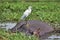 White tall bird standing on Hippo, Zambezi river, Africa