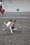 White and tan Jack Russell terrior dog running to catch ball on beach