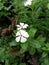 white tapak dara flower blooms