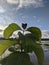 white teak tree on the side of a public road near a rice field in a village in Indonesia 3