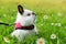 White Teddy rabbit in spring meadow with daisy flowers.