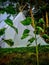 White teepee, trees, plants, grass