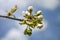 White tender buds of unblown flowers on cherry branches with small green leaves on blurred background of blue sky with clouds.