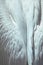 White tender feather close up angel wings