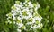 White tender flowers of horseradish Armoracia rusticana, Cochlearia armoracia .
