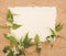 White tender nettle flower on rustic brown natural paper background and white paper with free blank copy space for text