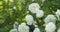 White tender rose flowers on briar bush pan move