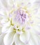 White tenderness dahlia close up shot