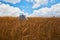 White tent placed in empty field. Beautiful cloudy sky. Cute nature landscape. Travel and camping concept. Copy space