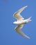 White Tern