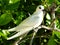 White Tern