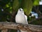 White tern, angel tern, white noddy (Gygis alba)