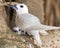 White tern with chick