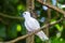 White Tern or Fairy Tern Gygis alba at Cousin Island, Seychelles, Indian Ocean, Africa